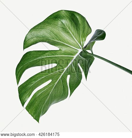 Monstera delicosa plant leaf on a white background mockup