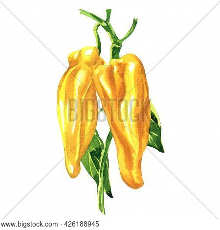Yellow Peppers, Marconi Sweet Pepper, Ripe Organic Vegetable, Close-up, Vegetarian Food, Package Des