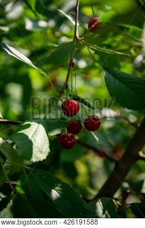 Red Ripe Cherry Berries Prunus Subg. Cerasus On Tree In Summer Vegetable Garden.