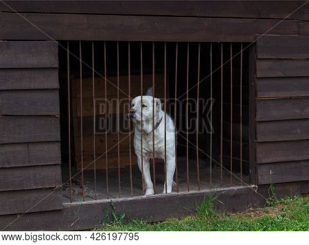 Central Asian Shepherd Dog In A Closed Cage. Alabay Dog Behind Bars. Selective Focus
