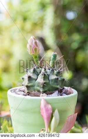 Goloden Echinopsis Calochlora Cactus. Desert Plant. Group Of Small Cactus In The Pot . Selective Foc