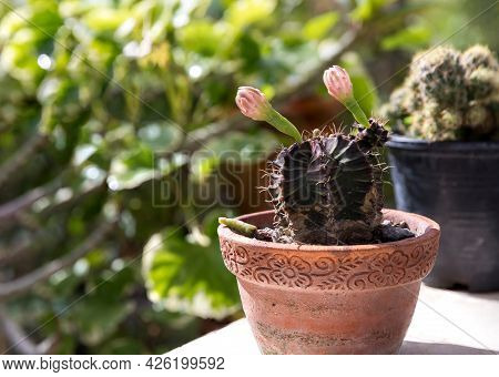Goloden Echinopsis Calochlora Cactus. Desert Plant. Group Of Small Cactus In The Pot . Selective Foc
