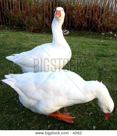 Fehér Geese1