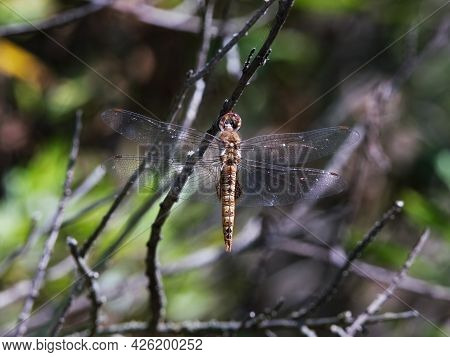 Red Saddlebags Dragonfly Clinging To A Twig