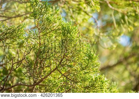 Green Leaves Of A Juniper Tree Evergreen