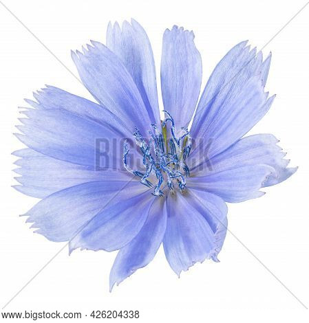 Сhicory Flower Isolated On White Background. Clipping Path