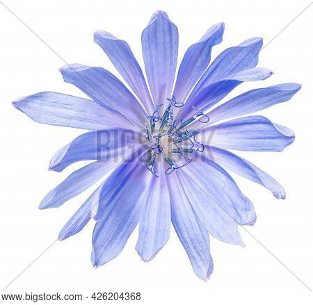 Сhicory Flower Isolated On White Background. Clipping Path