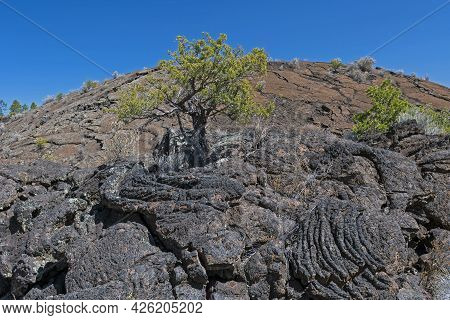 Juniper Pine Growing In The Lava In El Malpais National Monument In New Mexico