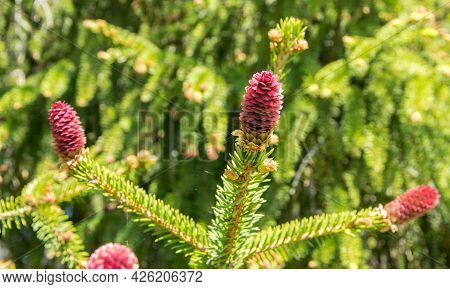 Rare Coniferous Plants. Blooming Tree Spruce Acrocona Picea Abies Acrocona