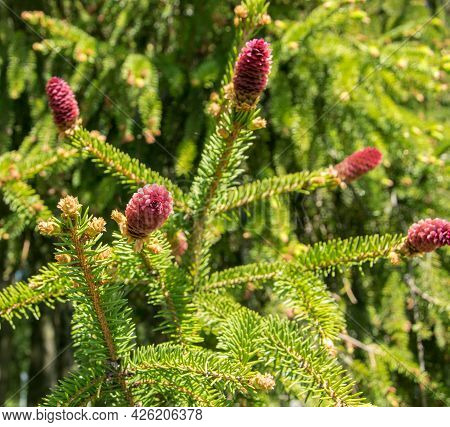 Rare Coniferous Plants. Blooming Tree Spruce Acrocona Picea Abies Acrocona.