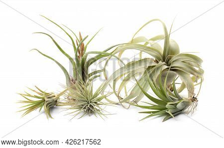 Beautiful Tillandsias On White Background. Exotic Houseplants