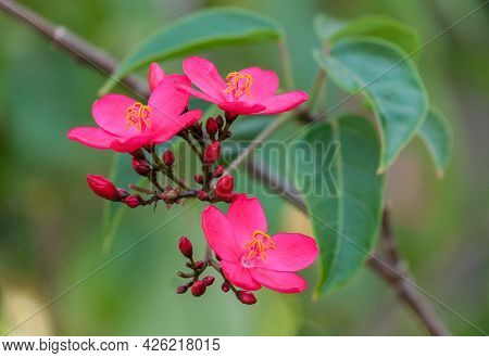 Blooming Red Flowers Jatropha Whole-edged (latin - Jatropha Integerrima)