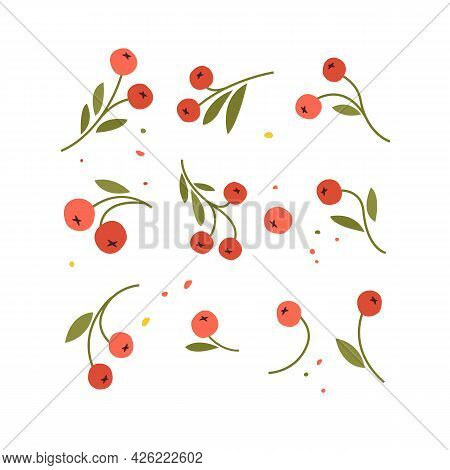 Collection Of Hand Drawn Plants. Botanical Set Of Sketch Flowers And Branches, Vector Illustrations