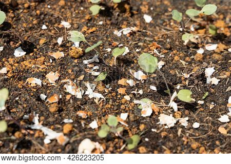 Closeup Of Crushed Egg Shell Scatted Onto Soil As Organic Fertilizers For Baby Vegetables