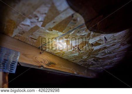 Roofing Nails Protruding Through Plywood Ceiling In Attic