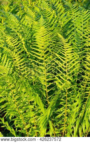 Green Fern Leaves (lat. Polypodiophyta), Plant Background