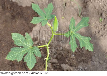 Abelmosch Edible, Or Okra (lat. Abelmoschus Esculentus) Is A Tropical Plant Of The Malvaceae Family