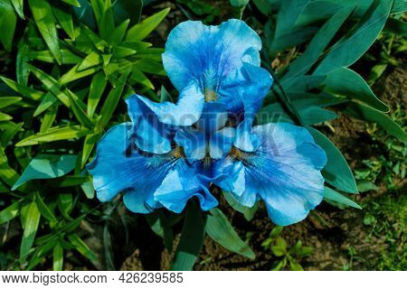 Flower Iris Aka Cockerel, Aka Irideae. An Iris Flower On A Green Blurred Background Leaves. Cyan Iri