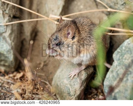 Gorny Altai. Altai Birch Mouse (sicista Napaea) In The Habitat.