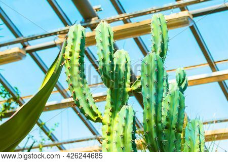 Cochal Cactus Myrtillocactus From California West Coast