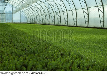A Greenhouse For Growing Plants And Trees. A Modern Large Greenhouse With Spruce And Pine Seedlings.