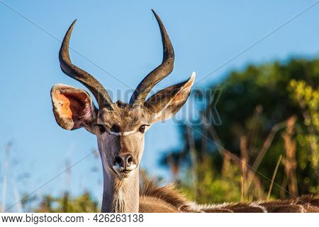 Portrait Of A Male Greater Kudu Buck Tragelaphus Strepsiceros, Ithala Game Reserve, Kwazulu-natal, S