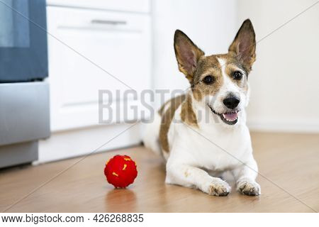 Funny, Happy Smiles Dog Playing At Home With A Ball. Squeaky Pet Toy