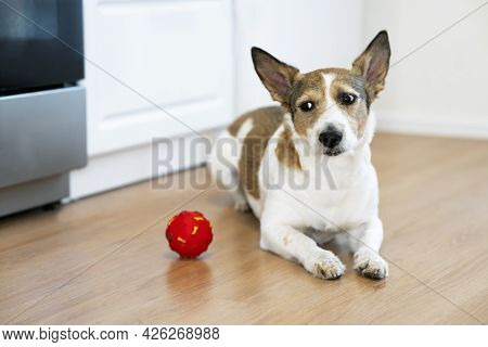 Funny, Sad Dog Playing At Home With A Ball. Squeaky Pet Toy