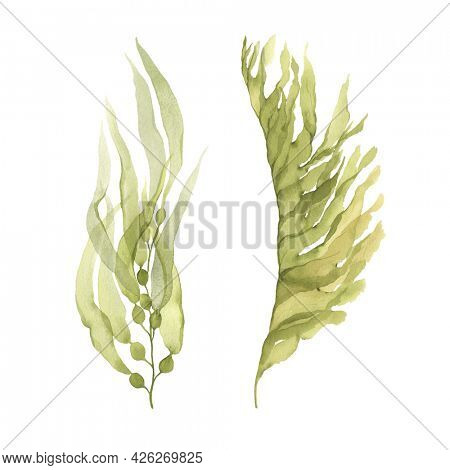 Set of green seaweeds Macrocystis and Undaria, beautiful underwater plants, delicate watercolor, isolated illustration on white background, symbol sea wildlife, design hand painting elements.