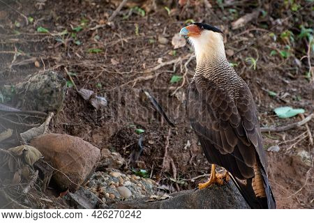 Carcará, A Species Of Bird Of Prey Resting On The Ground, Natural Light, Selective Focus.