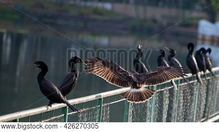 Snail Hawk With Its Prey In Its Claws And Ready To Feed, Natural Light, Selective Focus.