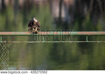 Snail Hawk With Its Prey In Its Claws And Ready To Feed, Natural Light, Selective Focus.