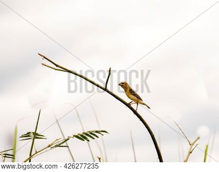 Asian Golden Weaver (sparrow Bird) Perched On A Branch With Nest ,grasses For Nesting In The Mouth.i