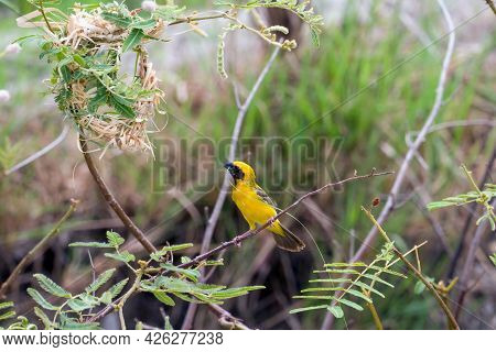 Asian Golden Weaver (sparrow Bird) Perched On A Branch With Nest ,grasses For Nesting In The Mouth.i