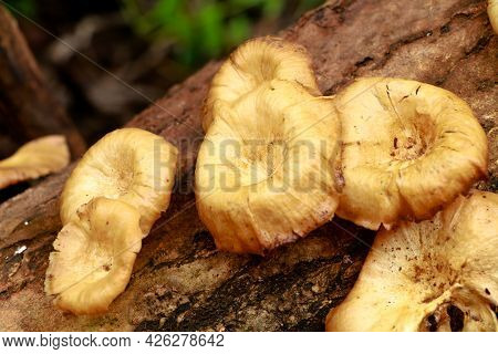 Cream Color Mushroom Or Conk On A Decaying Wood Trunk, Selective Focus