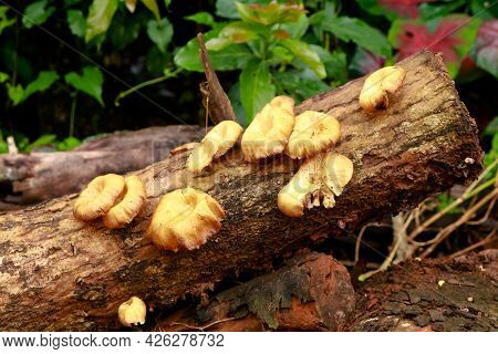 Cream Color Mushroom Or Conk On A Decaying Wood Trunk, Selective Focus