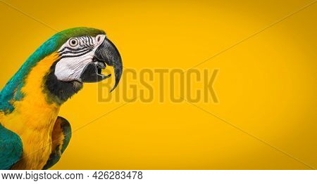 Head shot of a Blue-and-yellow macaw,  beak open, side view. On yellow background 