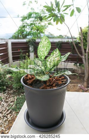 Aglaonema ,chinese Evergreen Or Aglaonema Plant In The Garden