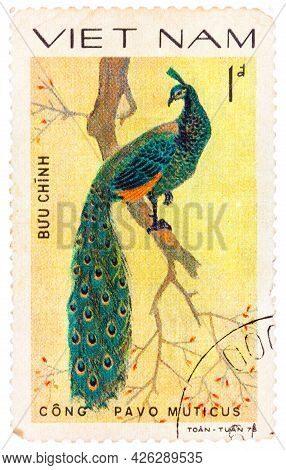 Vietnam - Circa 1978: A Stamp Printed In Vietnam Shows Pavo Muticus Or Green Peafowl, Series Devoted
