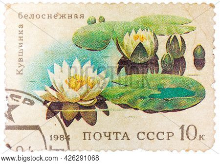 Ussr - Circa 1984: Stamp From The Ussr Shows Image Of Water Lilies, Circa 1984