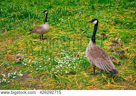 Canada goose and goslings on grass