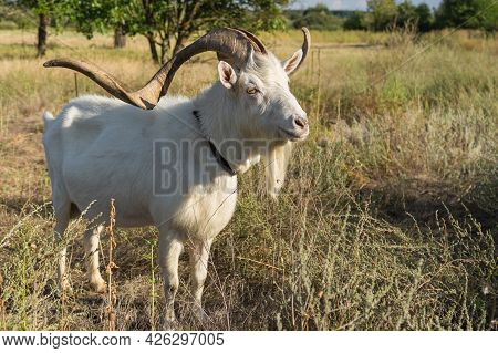 Full Body Portrait Of White Goat With Abnormally Enormous Horns Standing On A Summer Pasture In Cent