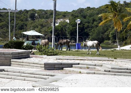 Horses In The Abaete Park Area
