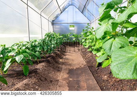 Young Plant Cucumber And Bell Pepper With Bright Green Leaves In A Greenhouse In The Village. Hot Su