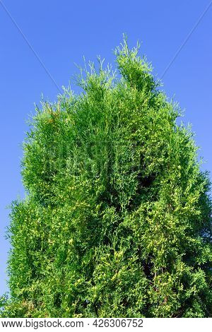 Thuja Evergreen Coniferous Plant Outdoors. Hot Sunny Summer Day. Selective Focus. Close-up
