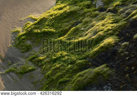 Green Algae Covered Boulder At Sea Coast Beach. Sea Algae Or Green Moss Stuck On Stone. Rocks Covere