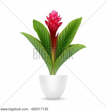 Vector Tropical Plant Red Ginger Flower Or Alpinia Purpurata In Pot Isolated On White Background