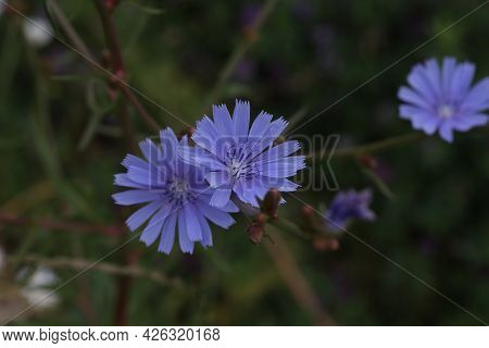 Light Blue Cichorium Flower On The Meadow