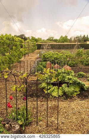 Rhubarb Patch With Terracotta Forcer Pots, In An English Country Garden.
