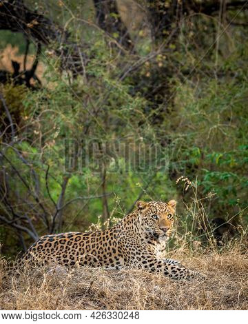 Indian Wild Male Leopard Or Panther Portrait In Natural Green Background And Eye Contact In Outdoor 